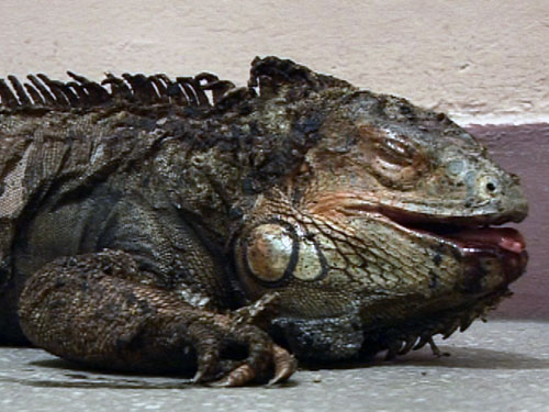 Iguana arsa (c) eMM.ro
